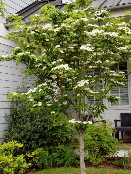 Kousa Dogwood